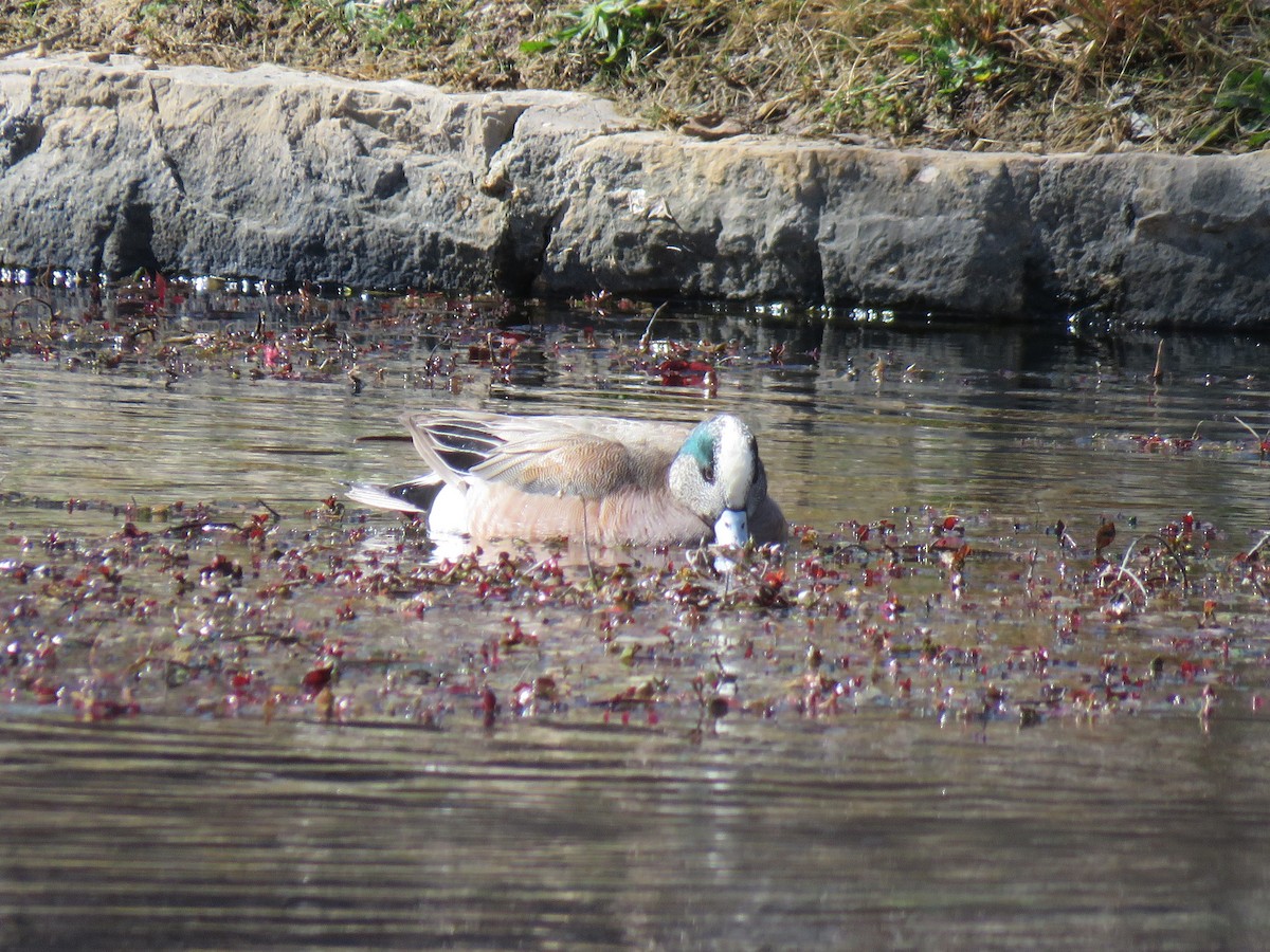 American Wigeon - ML86600951