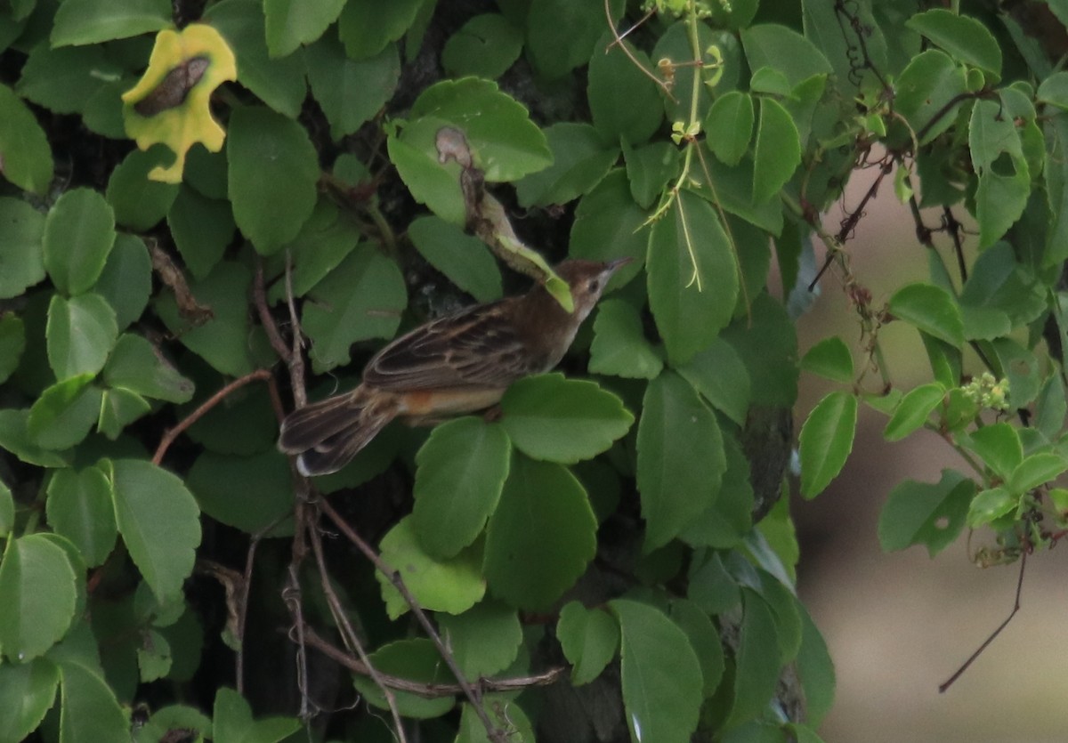 Zitting Cisticola - ML86601161