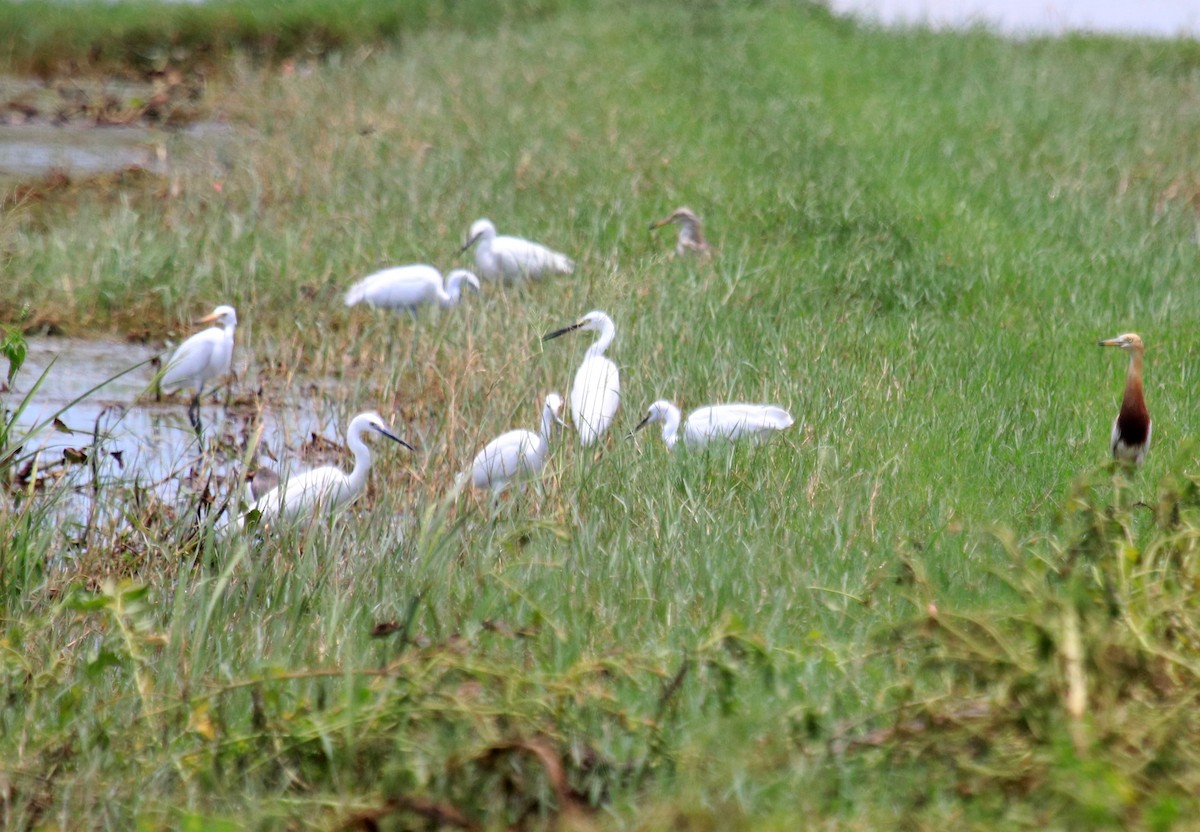 Little Egret - ML86601291