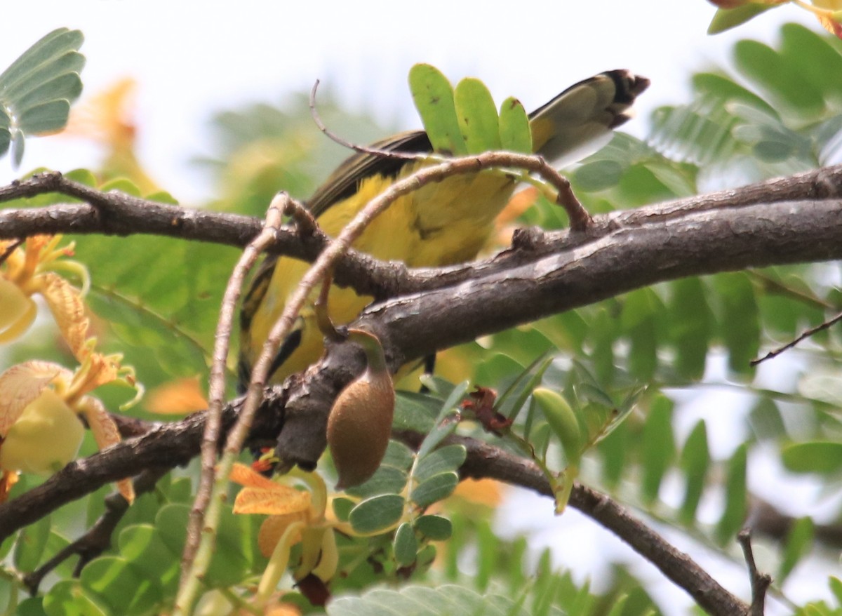 Ornate Sunbird - ML86601351