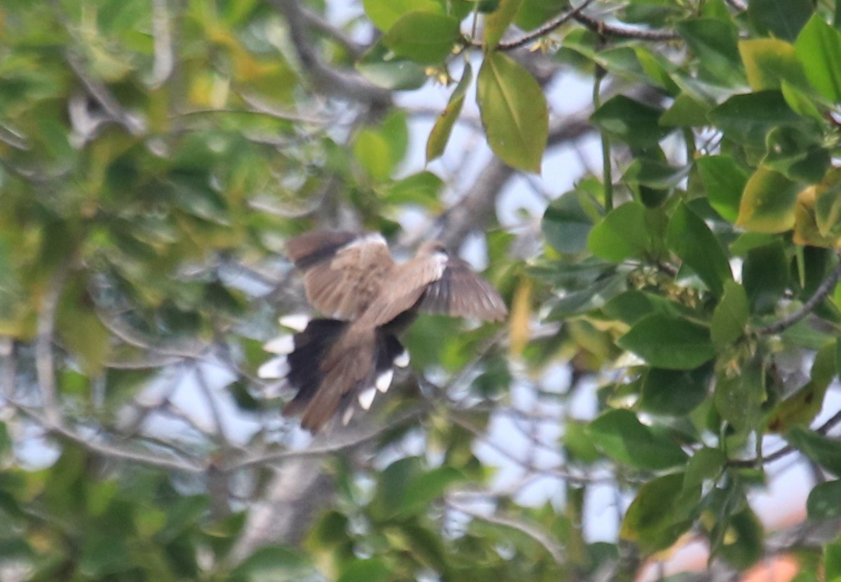 Spotted Dove - ML86601651