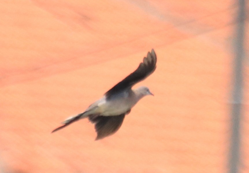 Spotted Dove - ML86601691