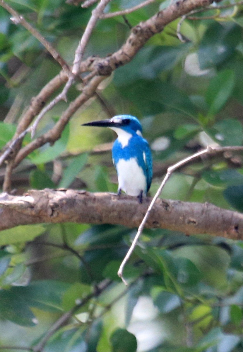 Small Blue Kingfisher - ML86601751