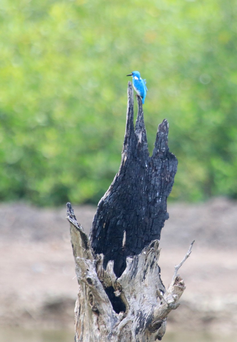 Small Blue Kingfisher - ML86601881