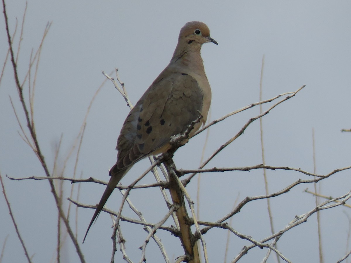 Mourning Dove - ML86602301