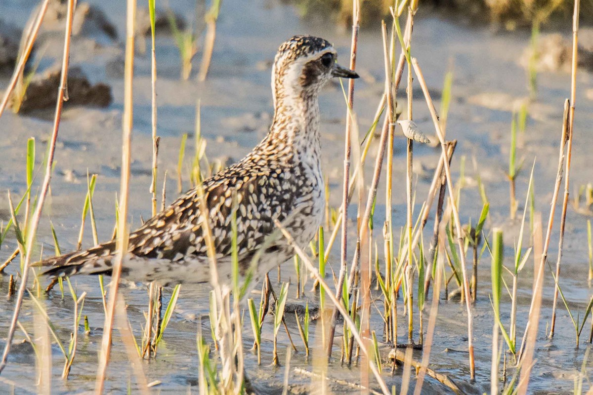 Chorlito Dorado Siberiano - ML86603321