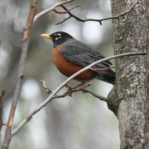 American Robin - ML86605371