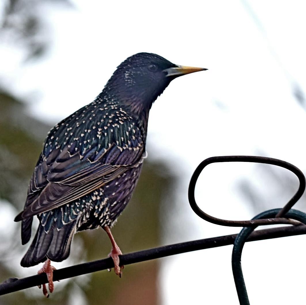 European Starling - ML86605391