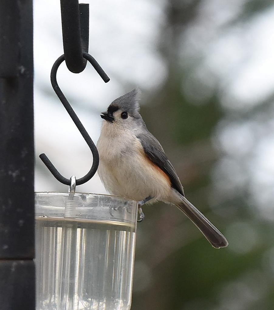 Tufted Titmouse - ML86605421