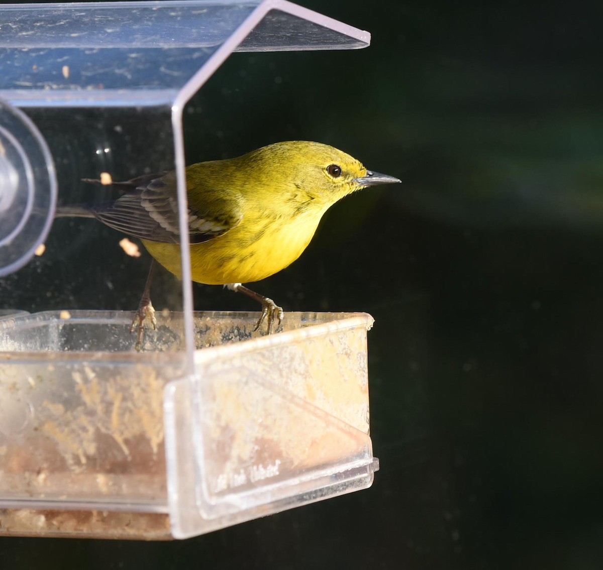 Pine Warbler - ML86605551