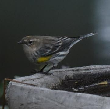 Yellow-rumped Warbler - ML86605671