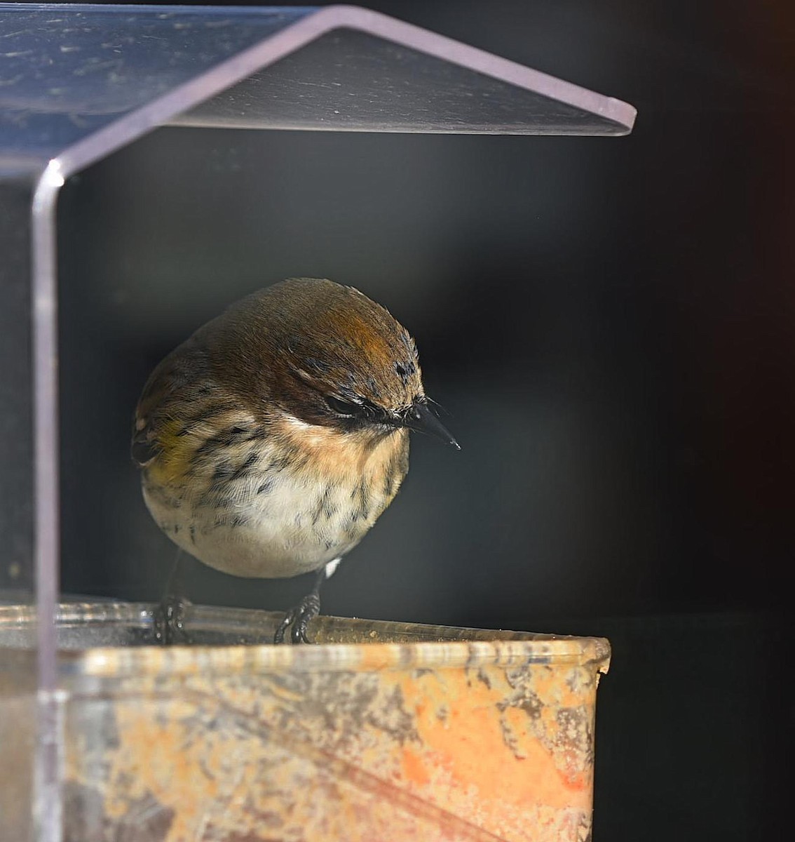 Yellow-rumped Warbler - ML86605691