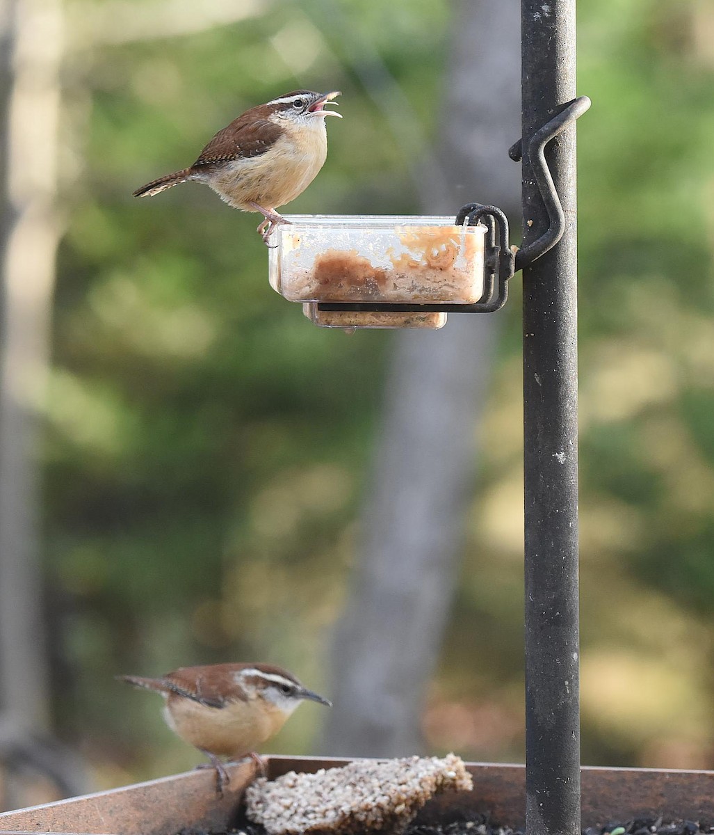 Carolina Wren - ML86605811