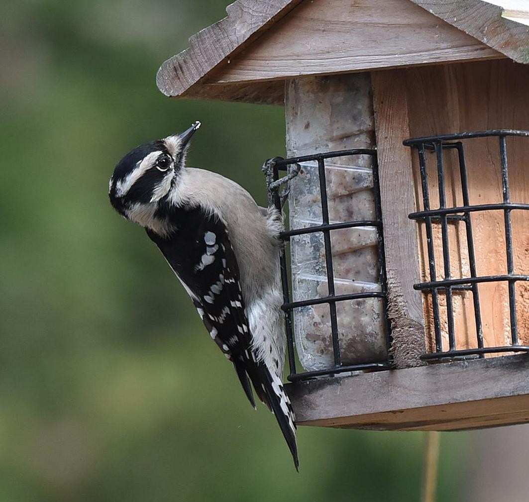 Downy Woodpecker - ML86605951