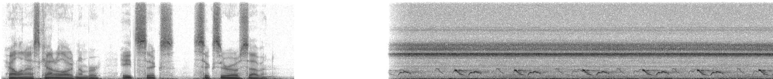 Chotacabras Ticuer - ML86607