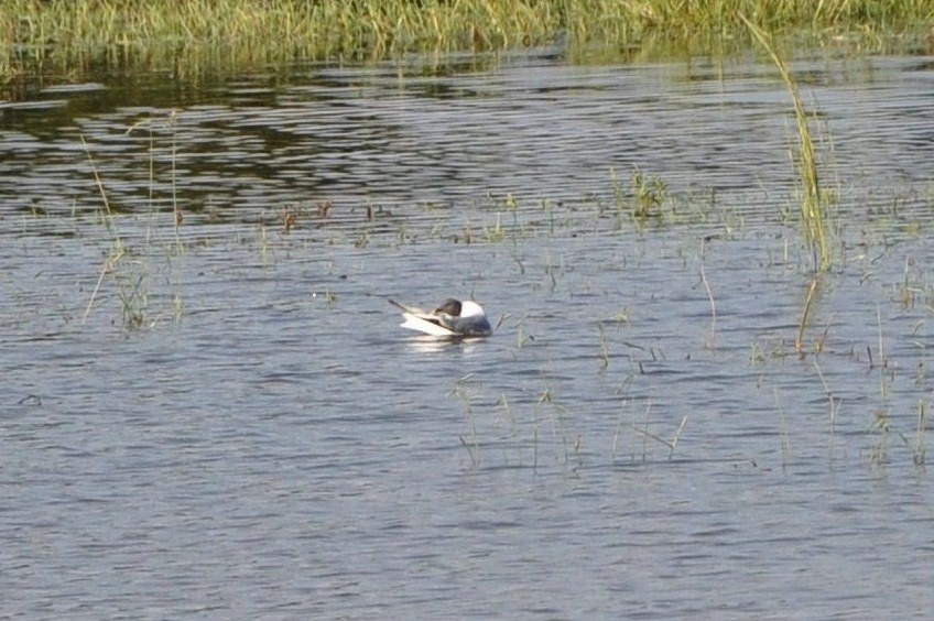 Sabine's Gull - Tommie Rogers