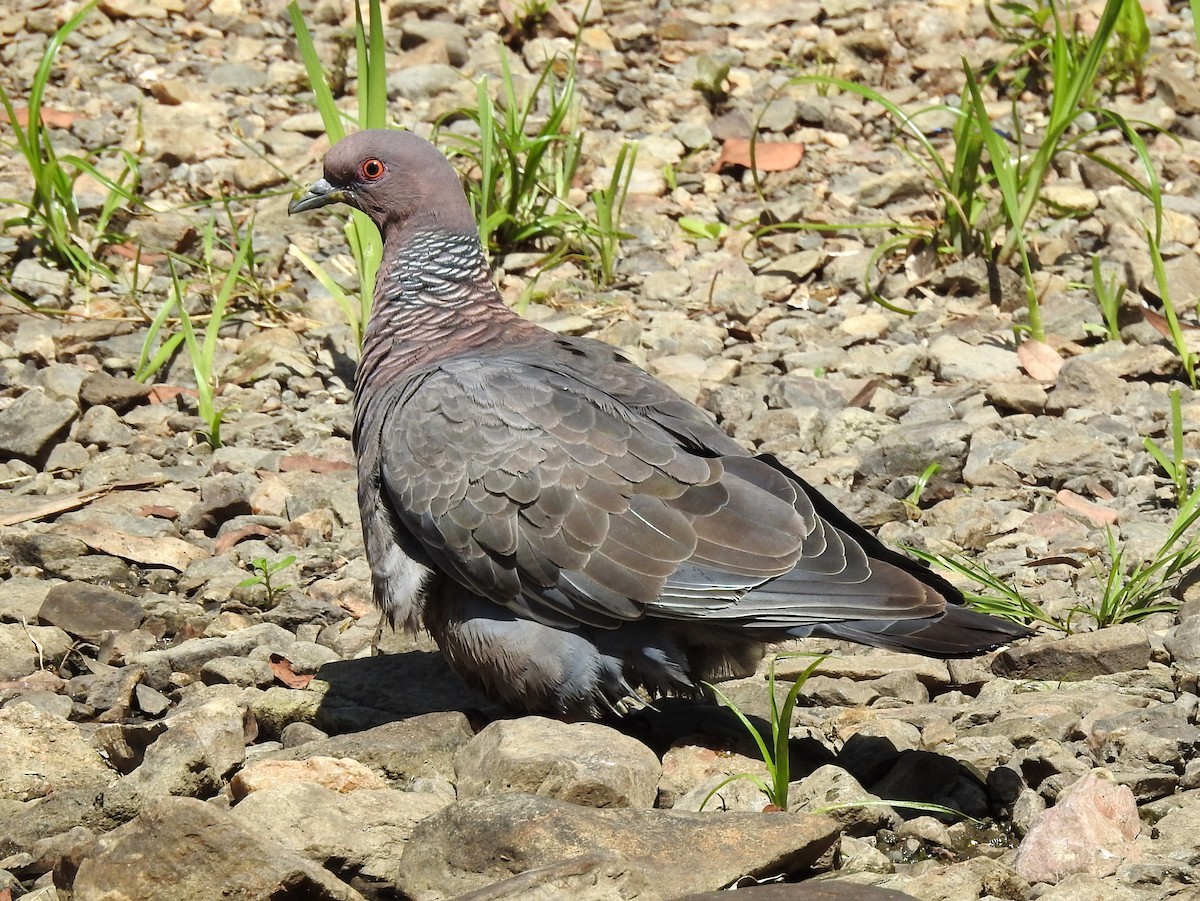 Picazuro Pigeon - ML86607241