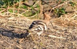 Eurasian Hoopoe - abhishek ravindra