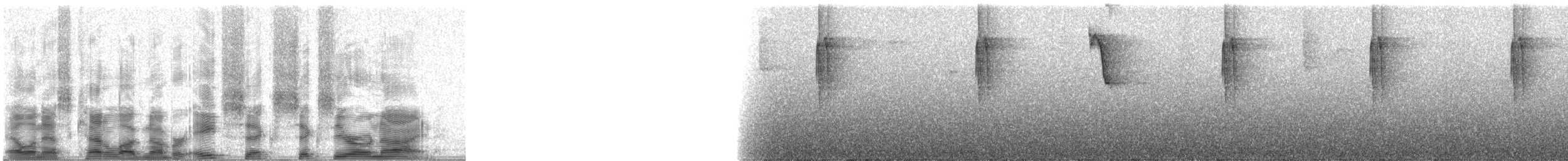 Violet Sabrewing - ML86609