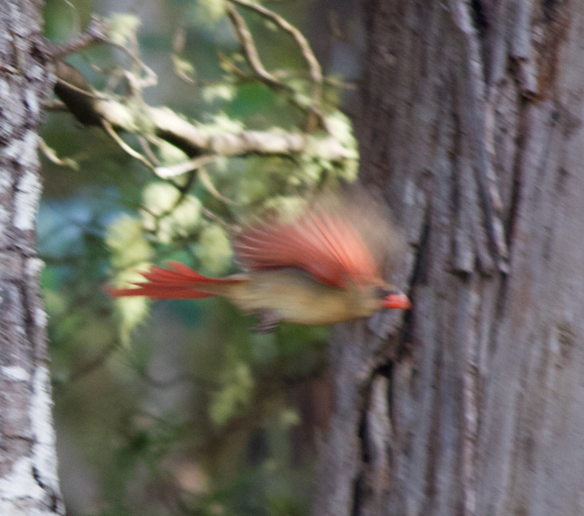 Northern Cardinal - Angela Casey