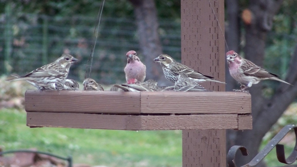 Cassin's Finch - ML86612431