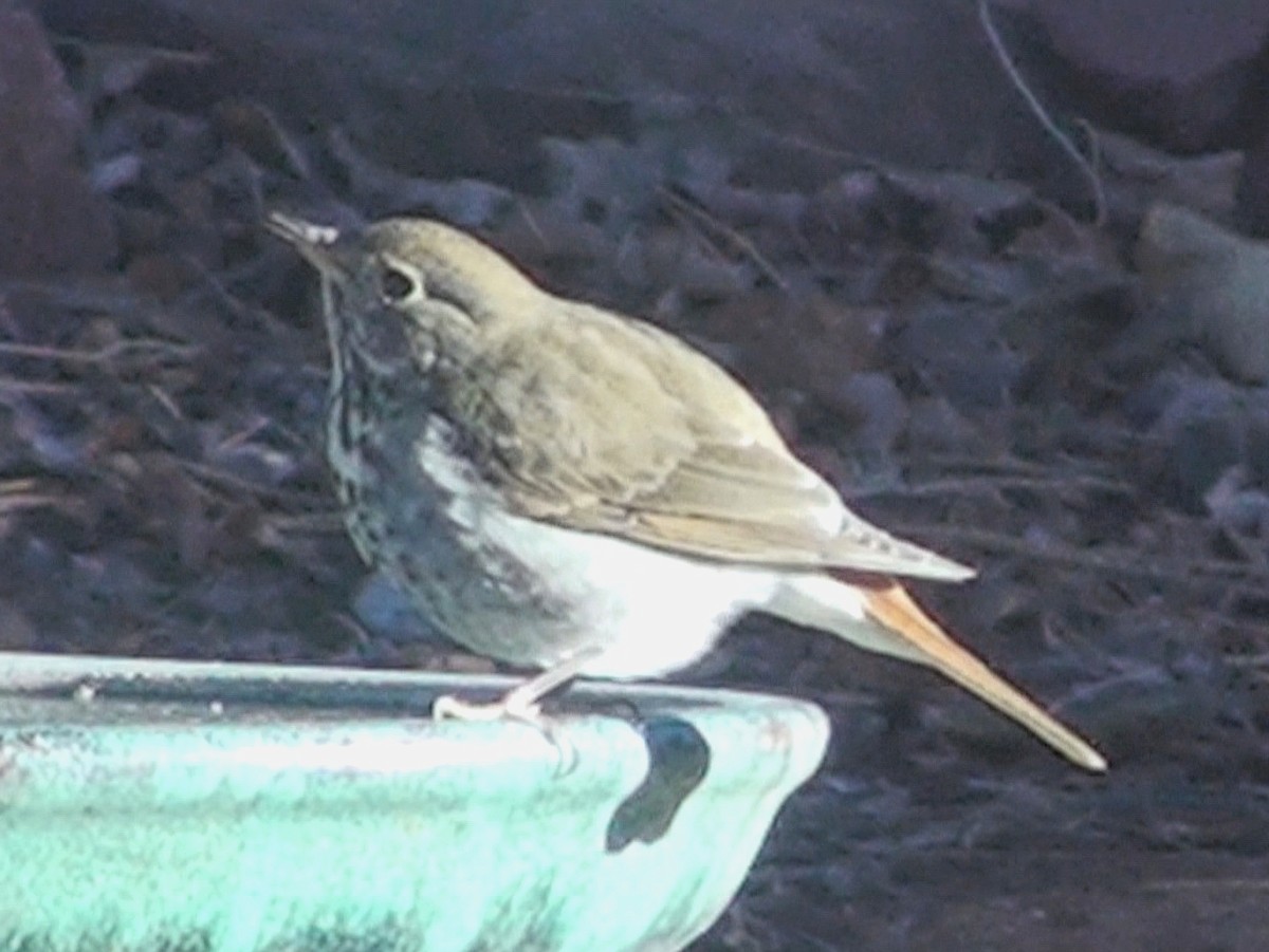 Hermit Thrush - ML86613031