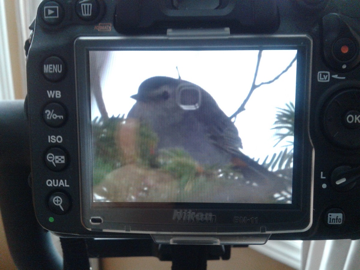Gray Catbird - ML86613751