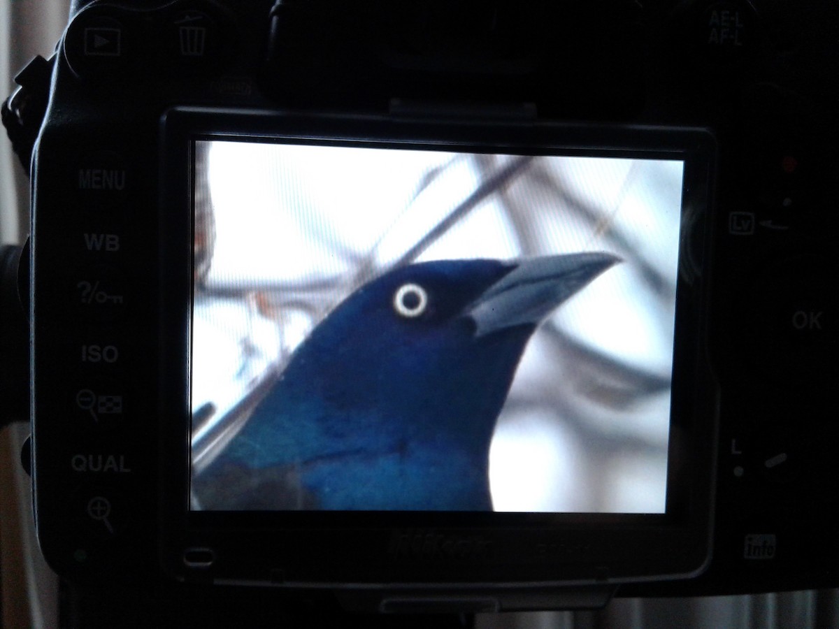 Common Grackle (Bronzed) - ML86613831