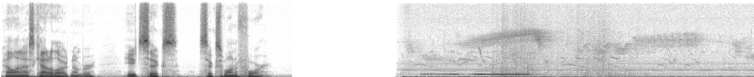 White-tipped Dove (White-tipped) - ML86614