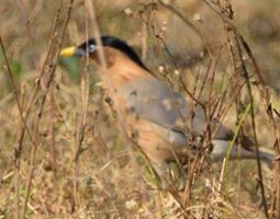 Brahminy Starling - ML86614151