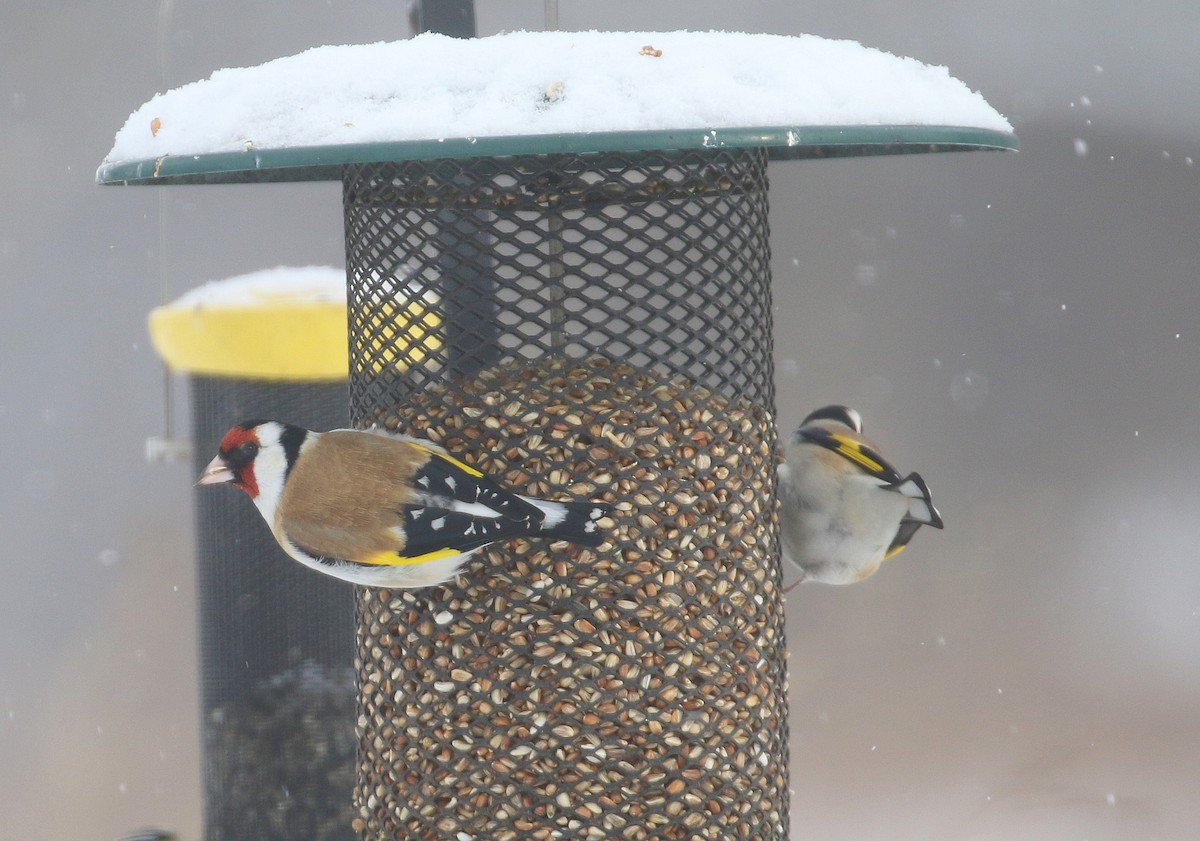 European Goldfinch - ML86614161