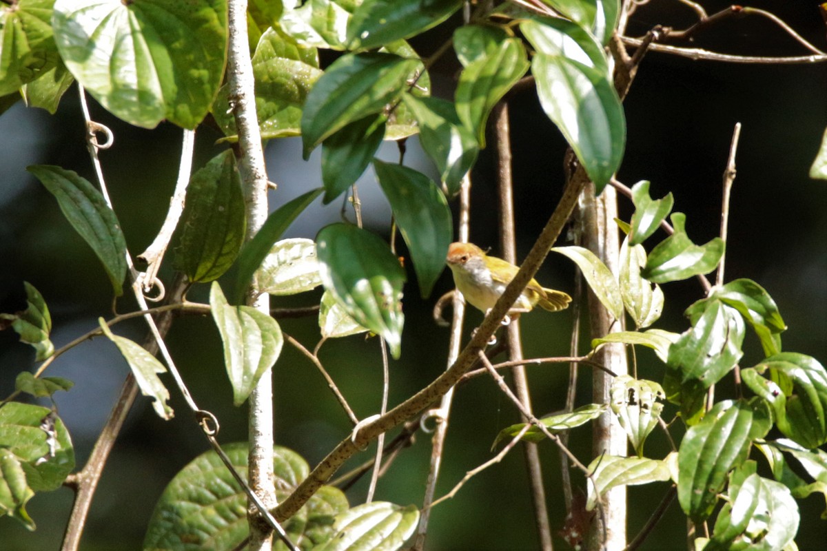Common Tailorbird - Fadzrun A.