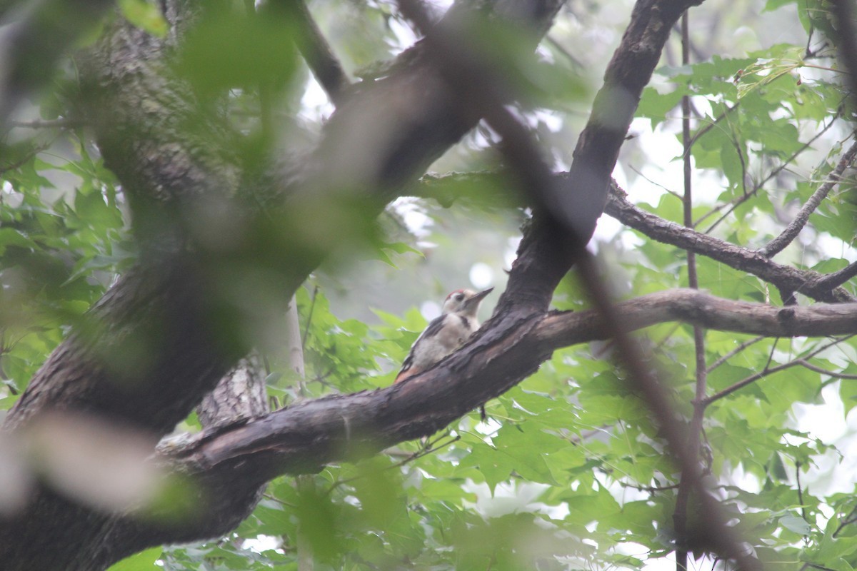 Great Spotted Woodpecker - Matthew Gould