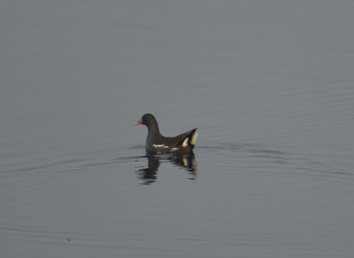 Gallinule poule-d'eau - ML86614751