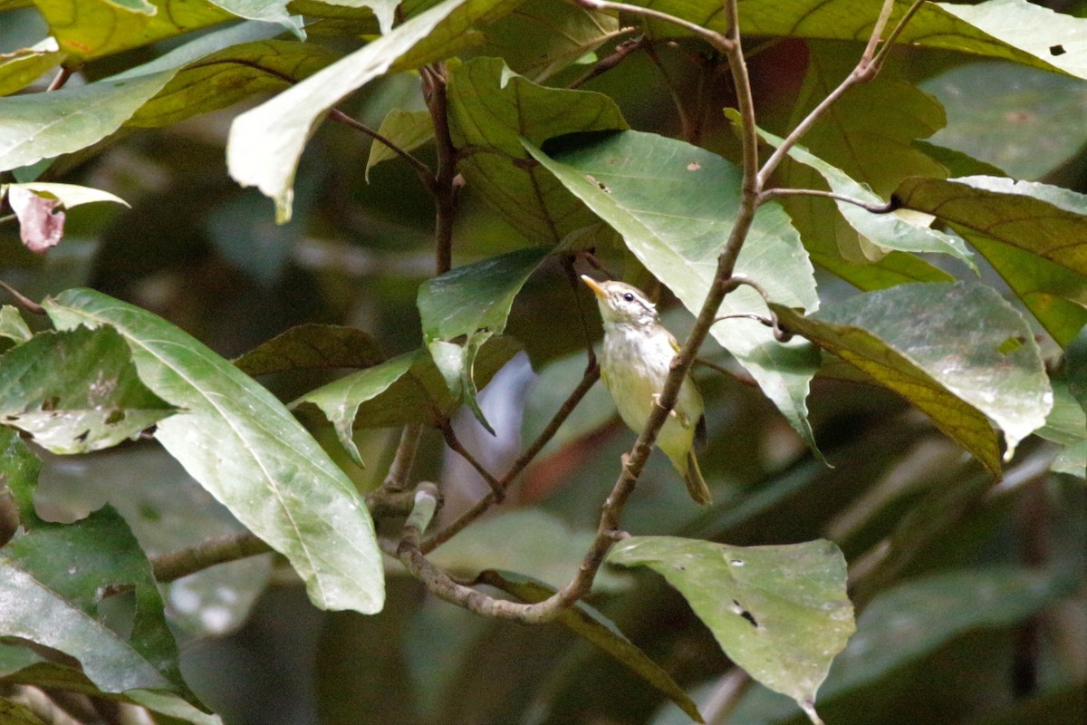 Eastern Crowned Warbler - ML86614941