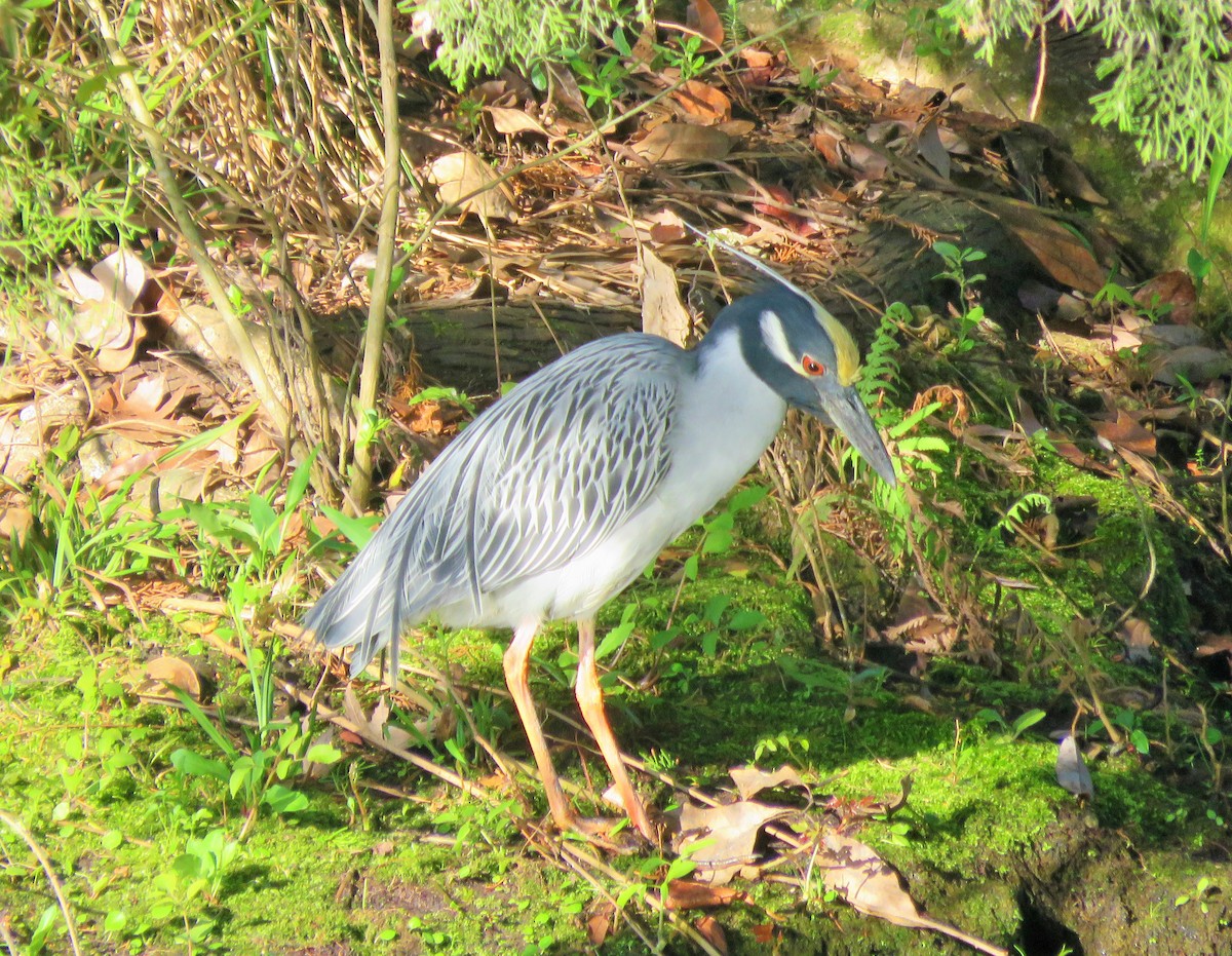 Yellow-crowned Night Heron - ML86615631
