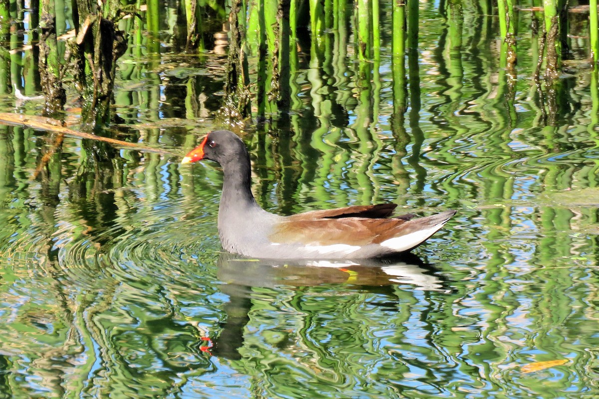 Common Gallinule - ML86615681