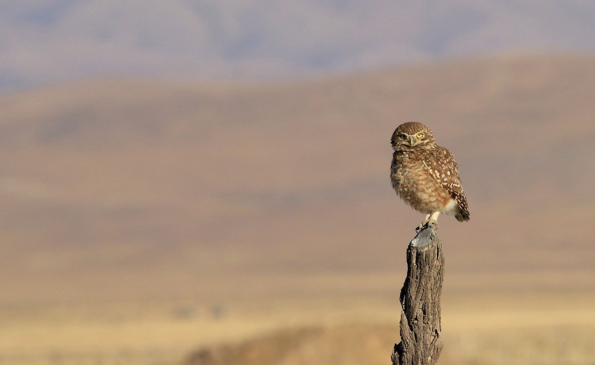 Burrowing Owl - ML86616681