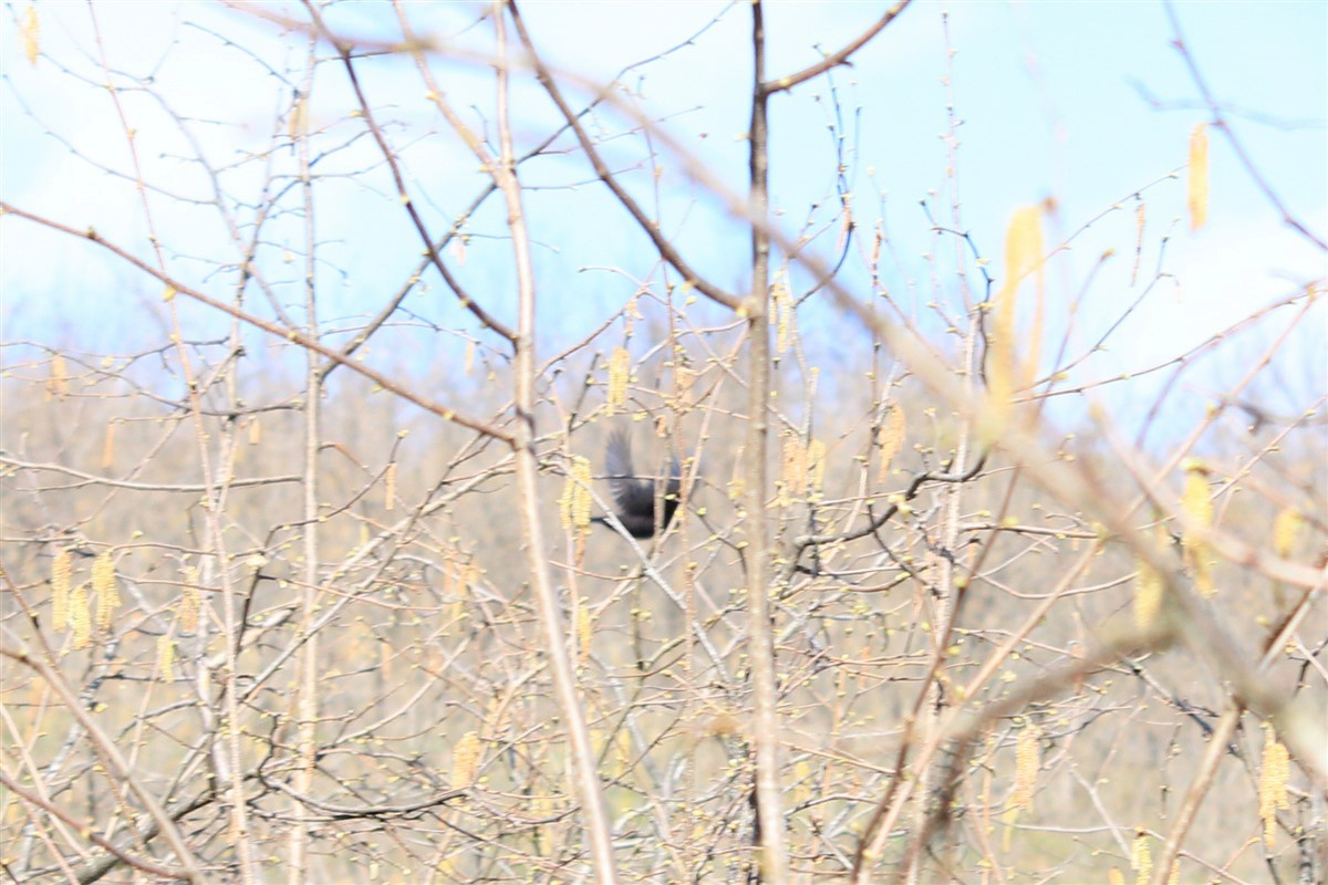 Eurasian Blackbird - Salih MALAKCIOGLU