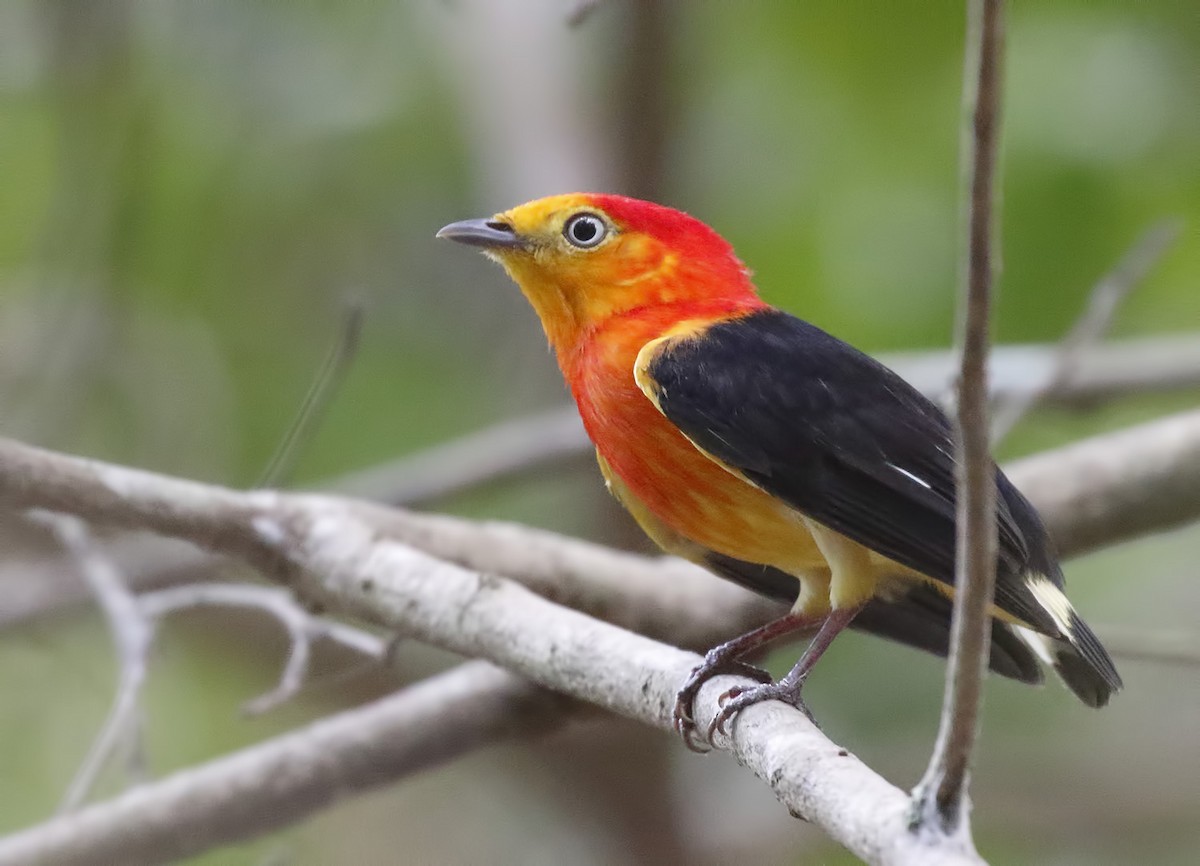 Band-tailed Manakin - ML86617261