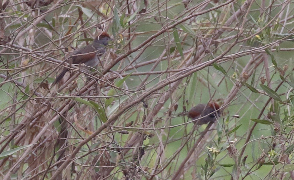 Cinereous-breasted Spinetail - ML86617841