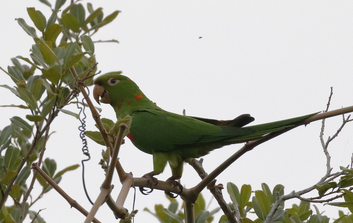 White-eyed Parakeet - ML86619201