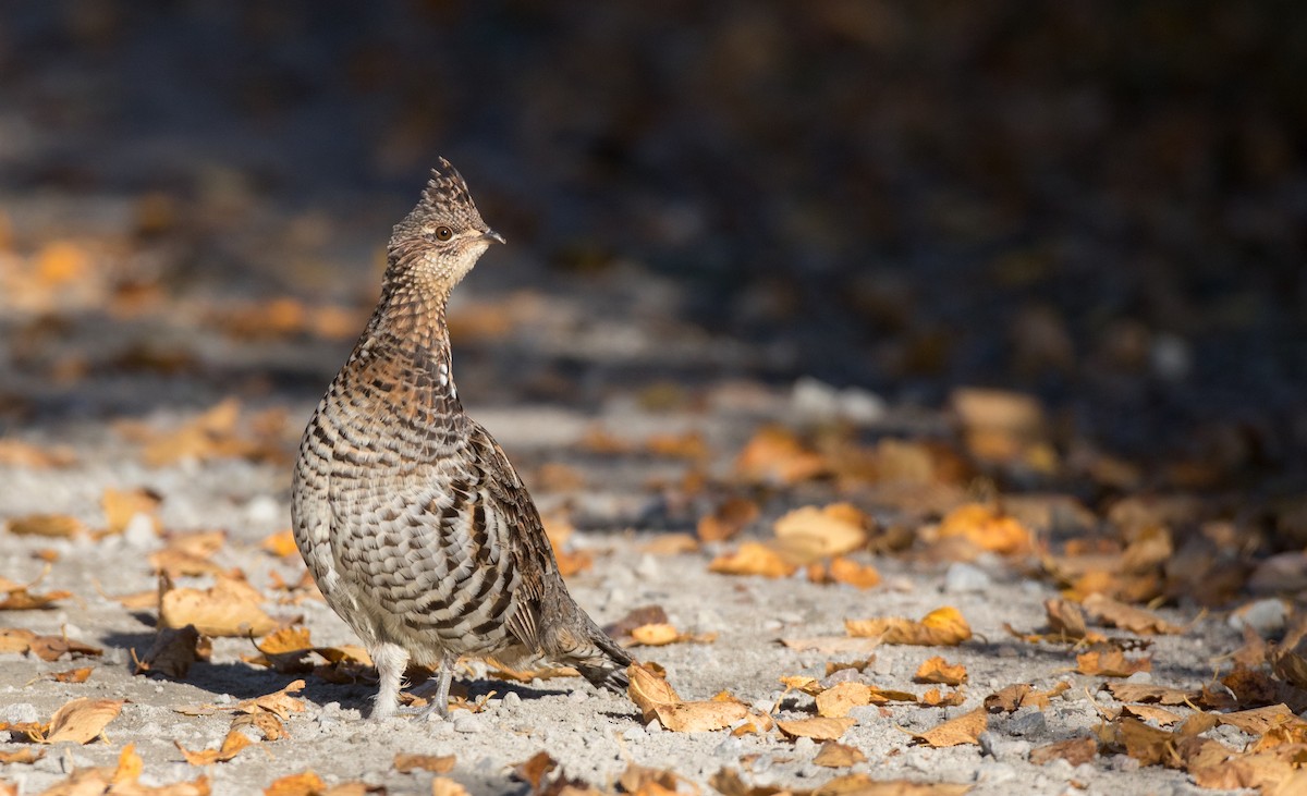 Ruffed Grouse - Ian Davies