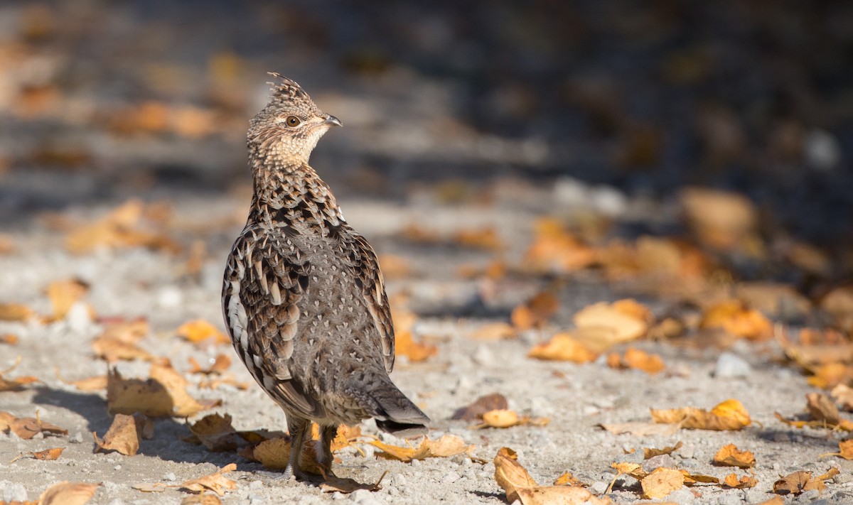 Ruffed Grouse - Ian Davies