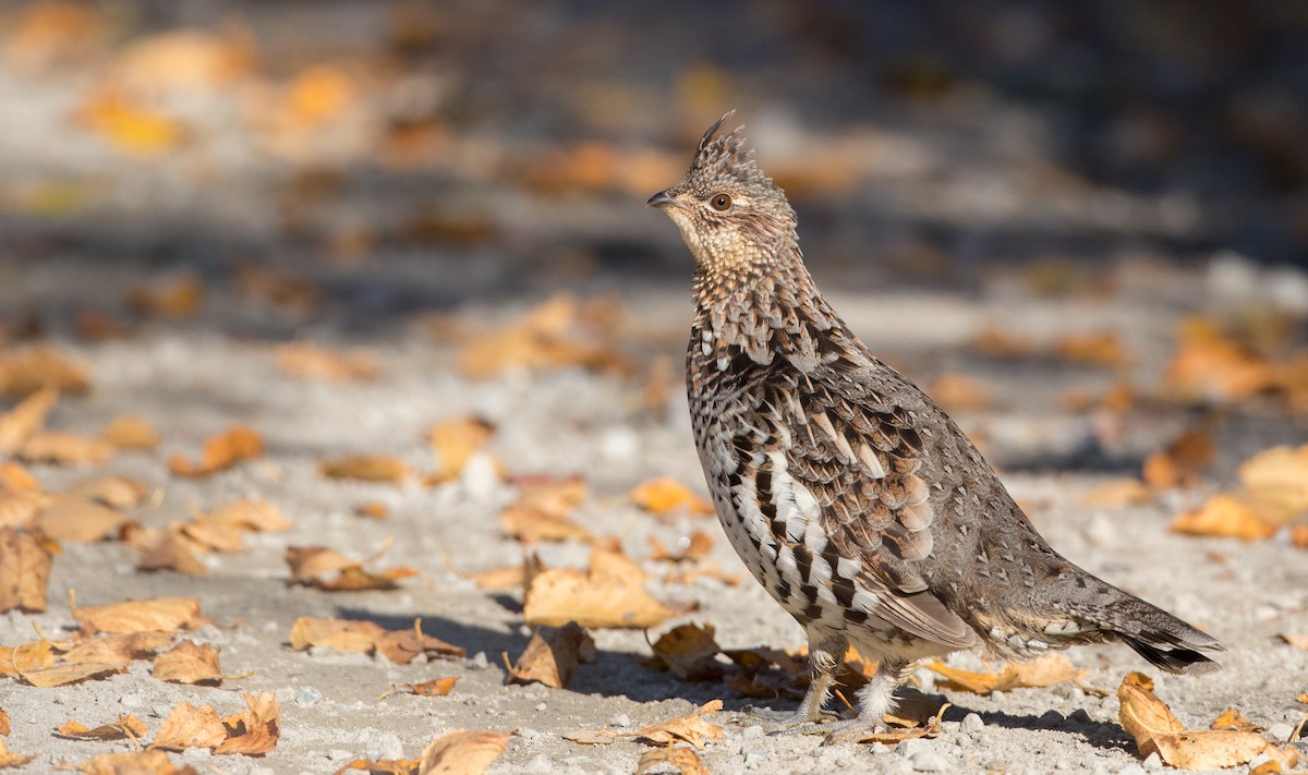 Ruffed Grouse - ML86619341