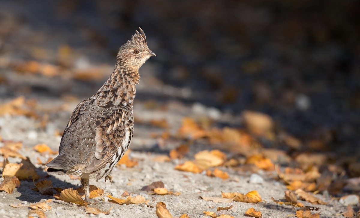 Ruffed Grouse - Ian Davies