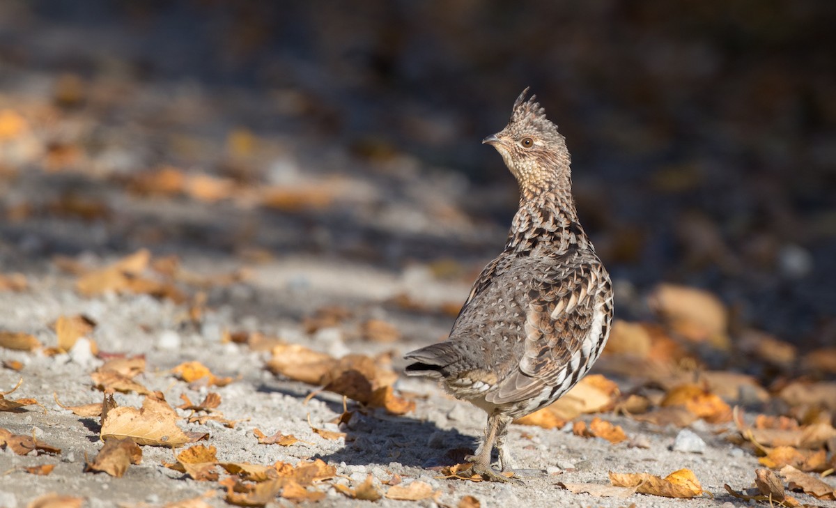 Ruffed Grouse - Ian Davies