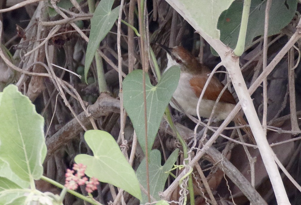 Yellow-chinned Spinetail - ML86619451