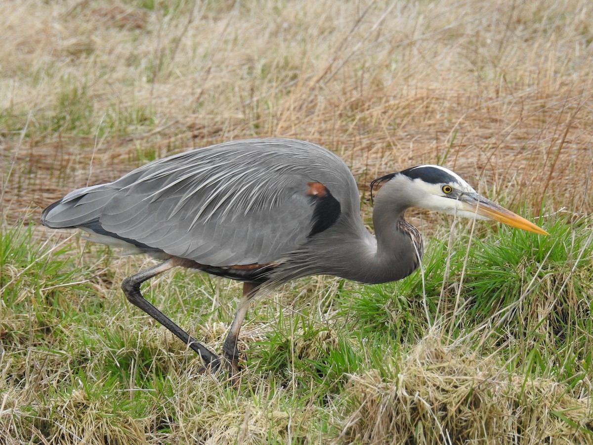 Great Blue Heron - ML86619701