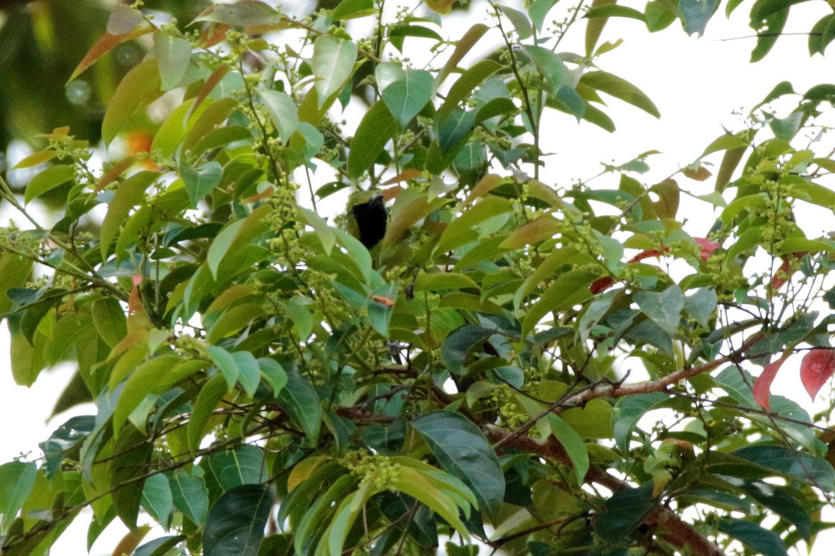 Lesser Green Leafbird - ML86620051